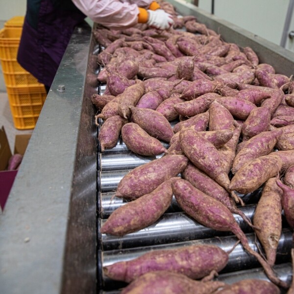 메디앙스 공식몰 아이맘,동김제농협 못난이 햇 꿀 고구마 7kg