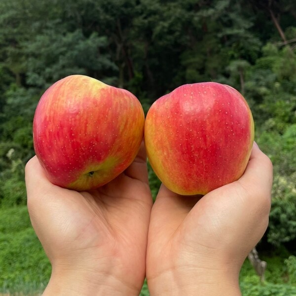 메디앙스 공식몰, 아이맘,[자연섬김] 홍로사과 1kg